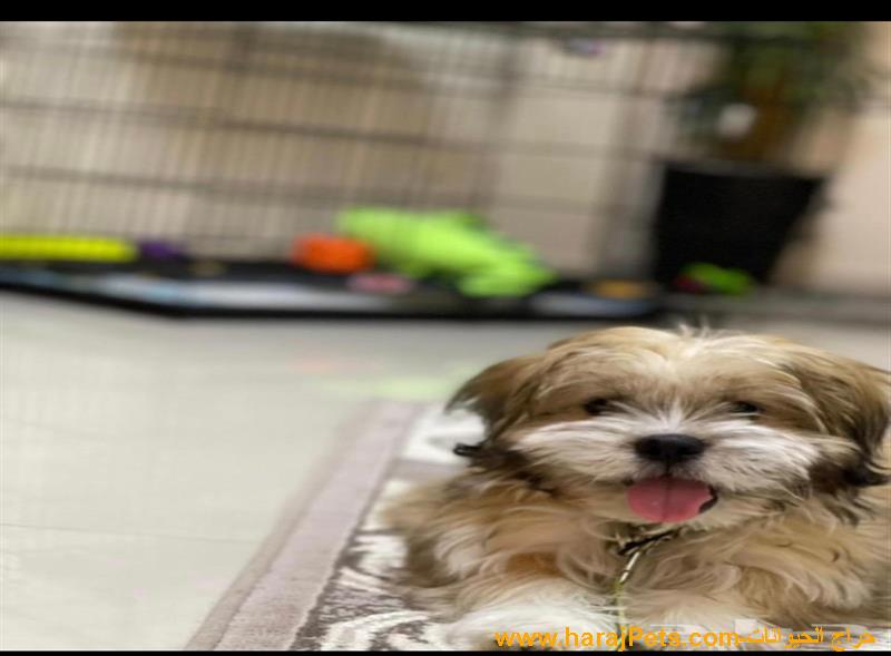 جرو الشيتزو