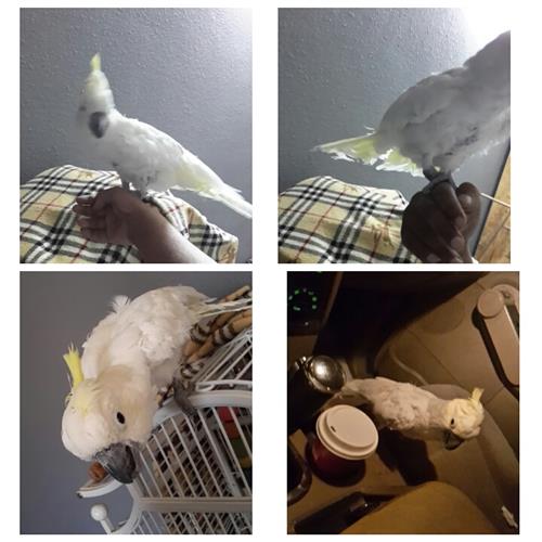 كوكاتو ابو عرف اصفر