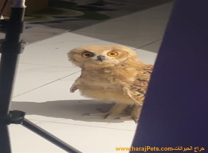 بومه فرعونية للبيع