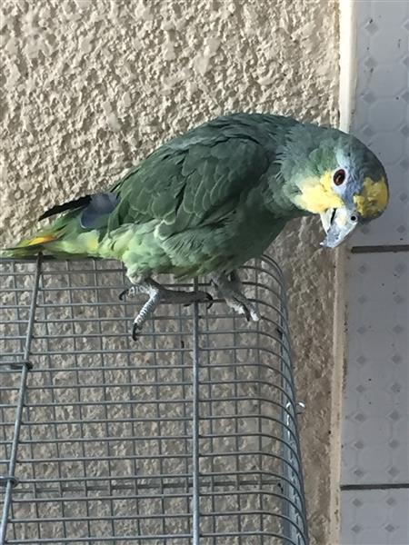 للبيع ببغاء