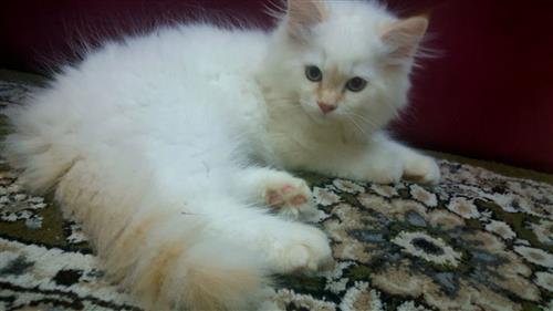 للبيع قط(ذكر) ابيض 3شهور بجدة