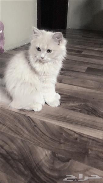 قط شيرازية انثى للبيع