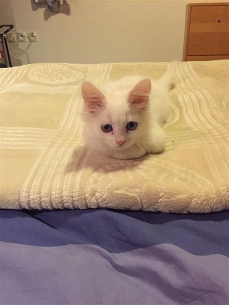 قط أنغورا تركي لعوب