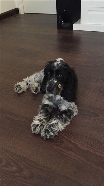 جرو كوكر إنجليزي English Cocker فصيلة نقية