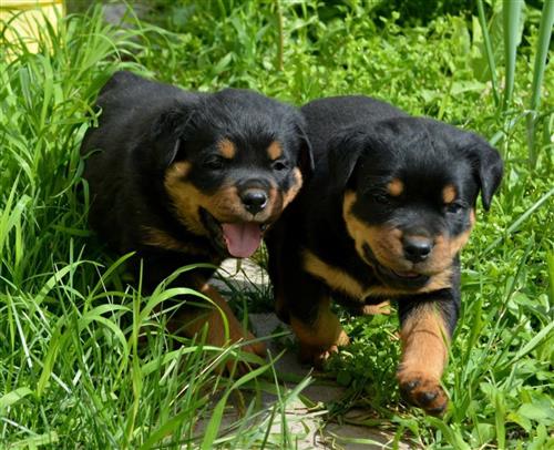 Two Kc Reg Rottweiler puppies