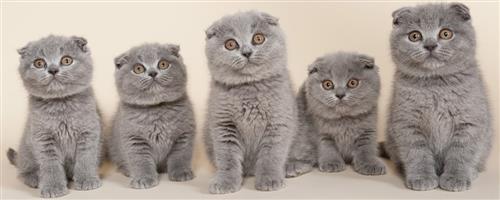 Blue Scottish Fold Kittens