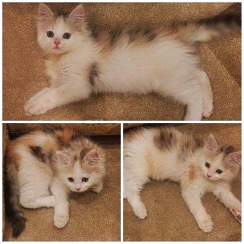 قطة شيرازي للبيع بسعر رمززيي