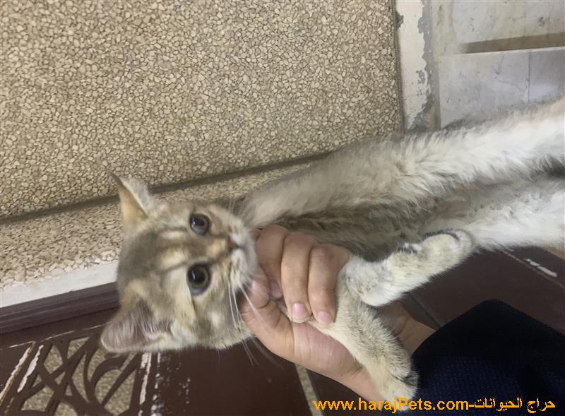 قط سكوتش ستريت