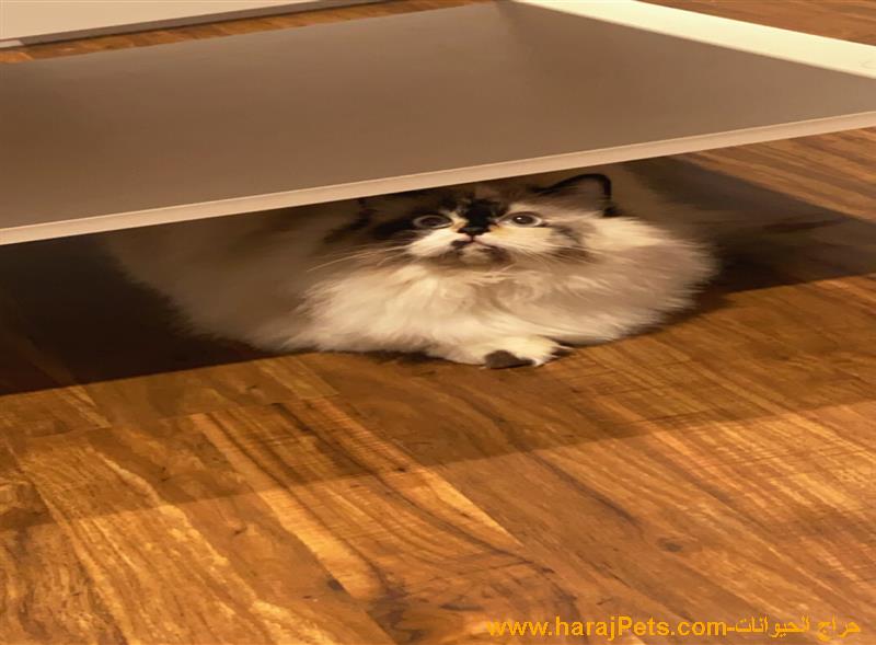 قطة ميكس سكوتش مع هملايا