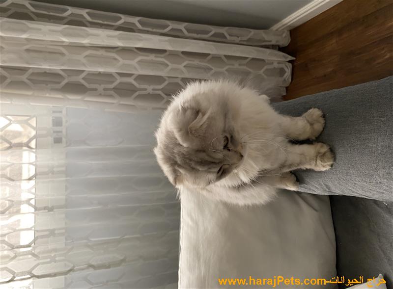 قط ذكر سكوتش فولد