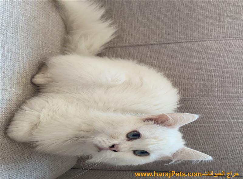 قطط شيرازي