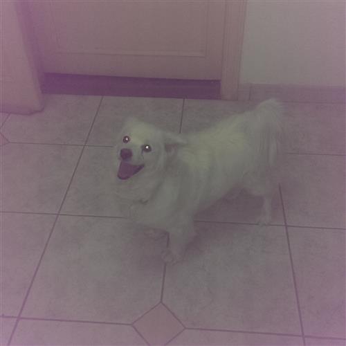 كلب ضائع و جائزة 2000 ريال lost dog 2000 reward