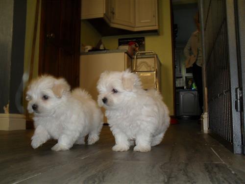 Stunning Beautifully Bred Yorkies