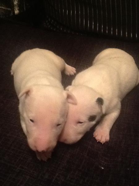 English Bull Terrier