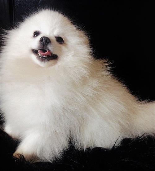 Super Tiny Kc  Pomerania pupies