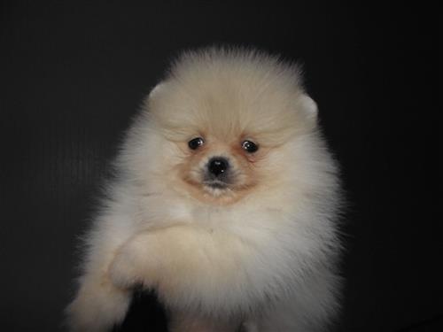 Pomeranian Girl and boy