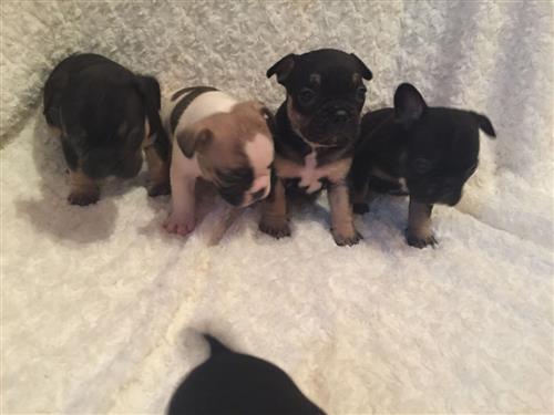 Kc Registerd French Bulldogs
