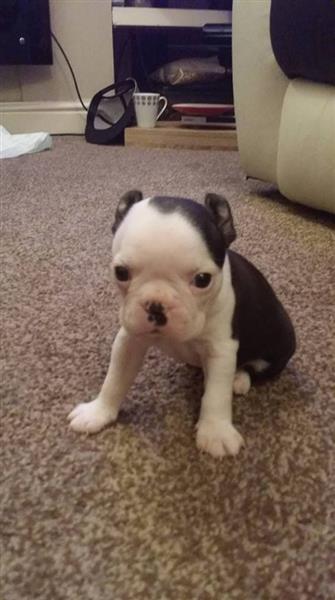 Boston Terrier puppies