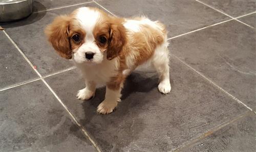 Beautiful Cavalier King Charles Full Health Tested