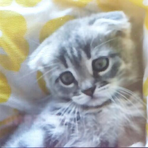 للبيع قطه سكوتش فولد