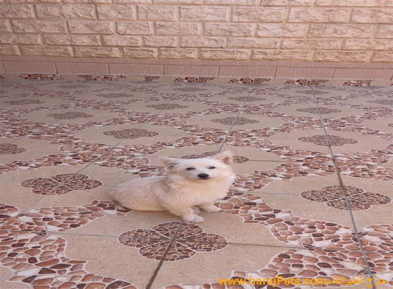 كلب ملتيزرر