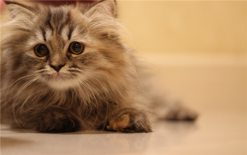 قطط شيرازيه للبيع _ الرياض