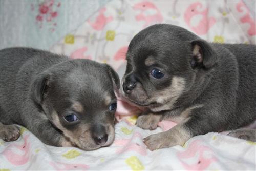 chihuahua puppies for a new home