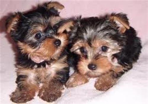 2 KC yorkshire puppies