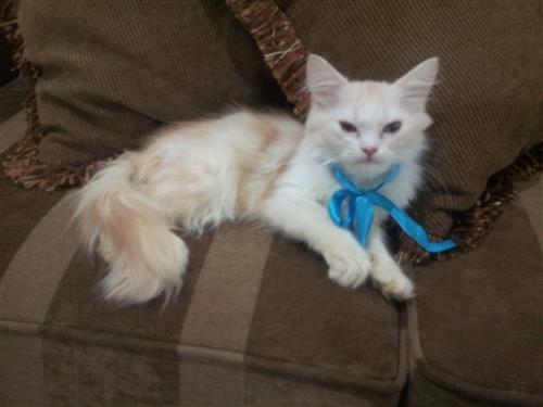 للبيع قطة شيرازي - امريكي