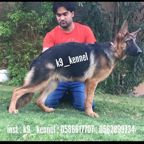 جيرمن شيبرد شولاين