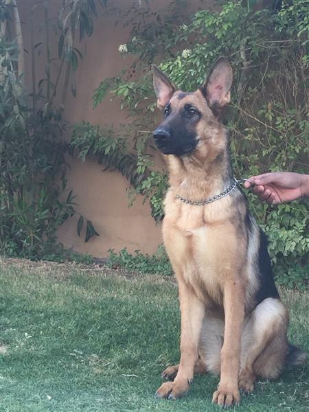 جيرمن شيبرد شــولايــن