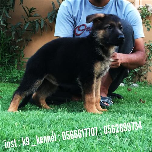 جراء جيرمن شيبرد بيور شولاين