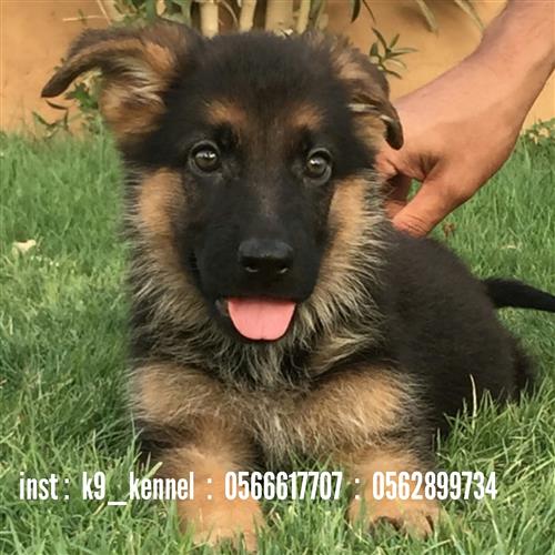 جيرمن شيبرد شولاين (اناث)