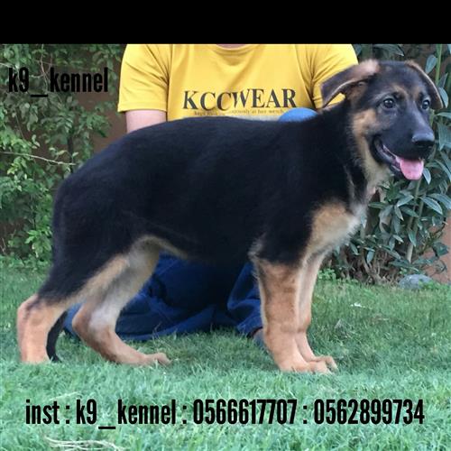 جراء جيرمن شيبرد شولاين