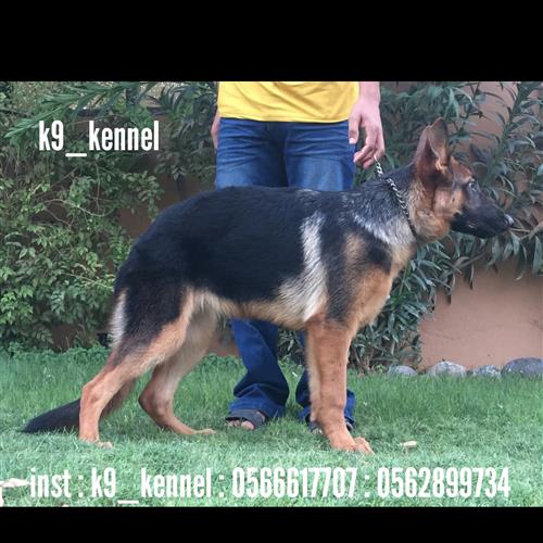 جيرمن شيبرد شولاين