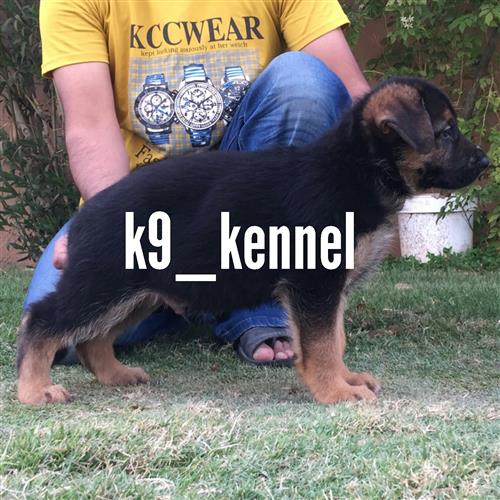 جراوه جيرمن شيبرد شولاين