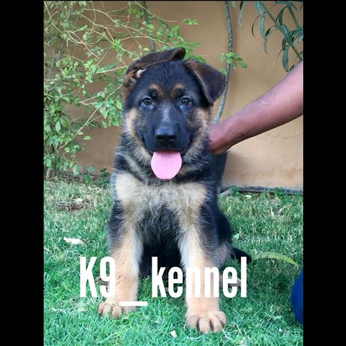 جيرمن شيبرد شولاين انثى