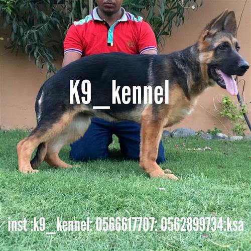 انثى جيرمن شيبرد بيور شولاين