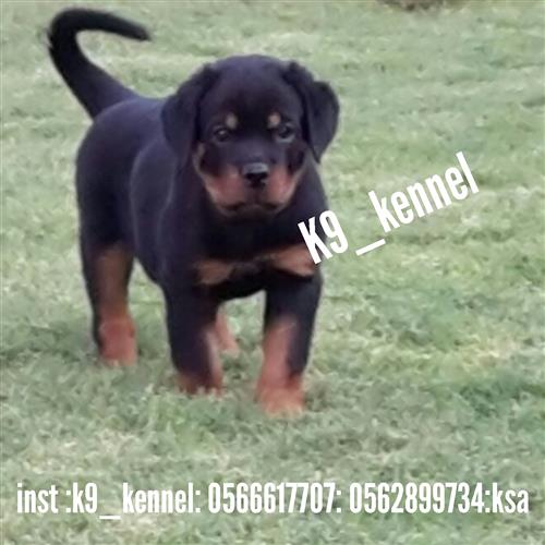 للبيع روت وايلر ( حراسه)