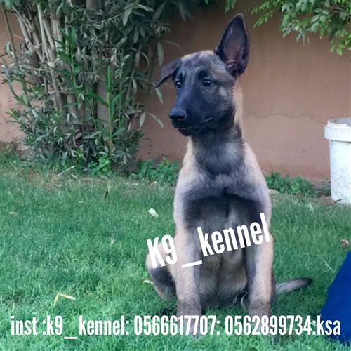 جراء مالينو ( حراسه)