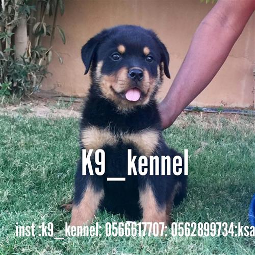 جراوه روت وايلر