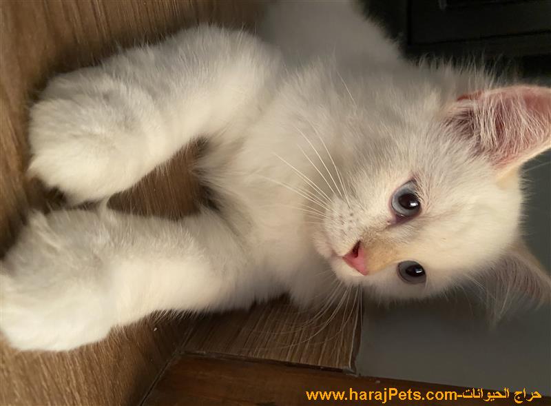 قط ابيض ذكر شيرازي للبيعة