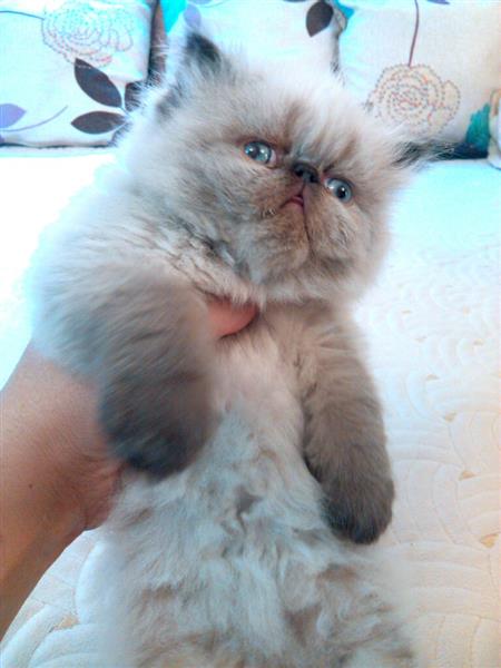 ذكر هيمالايا بوينت شوكليت زورار توب