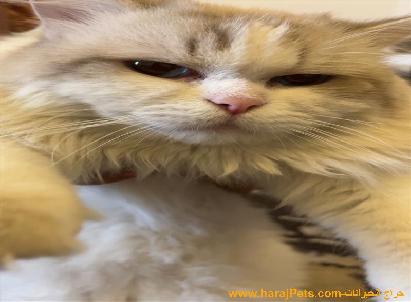 الأجاويد الالفيه