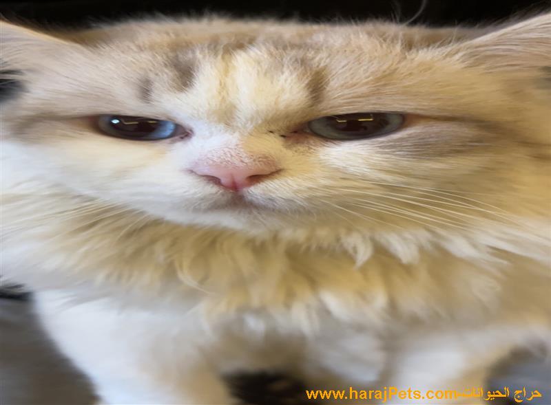 الأجاويد الالفيه