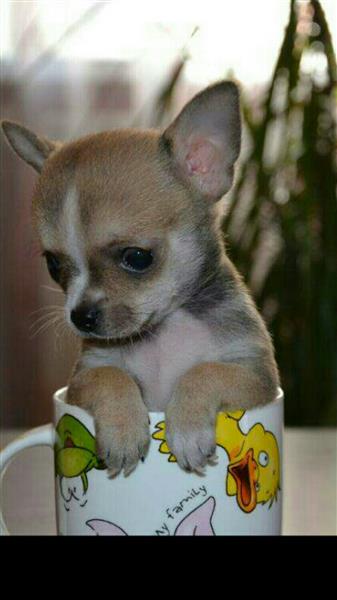 شيواوا ميني