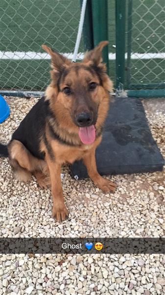 جيرمن شيبرد بيور للبيع باسرع وقت