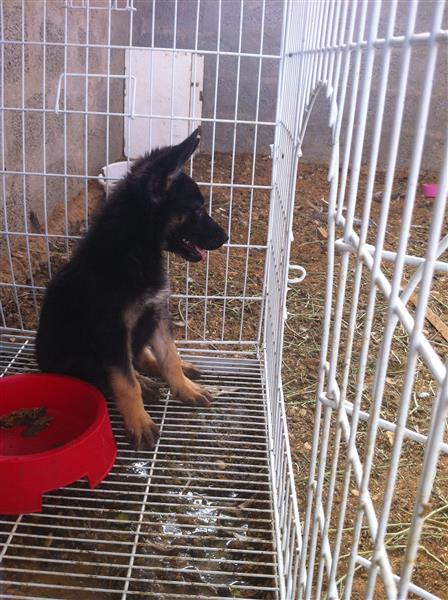 للبيع جرو جيرمن شيبرد في الرياض