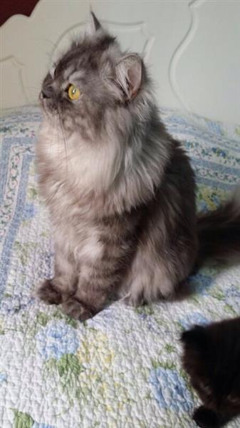 قط شيرازي فحل للبيع