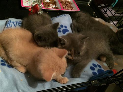 Sweet British Short Hair Kittens